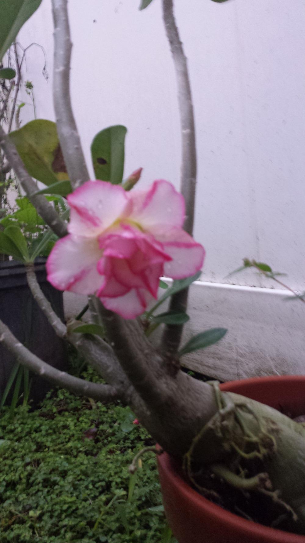 Photo of Desert Rose (Adenium obesum) uploaded by MamaIve12