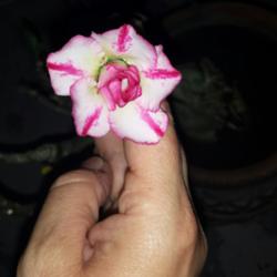 Location: South Florida
Date: 2014-05-11
Double flower adenium (no ID).
