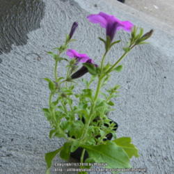 Location: My garden in Kentucky
Date: 2014-05-18
Wrong plant sent turned out to be Petunia Integrifolia