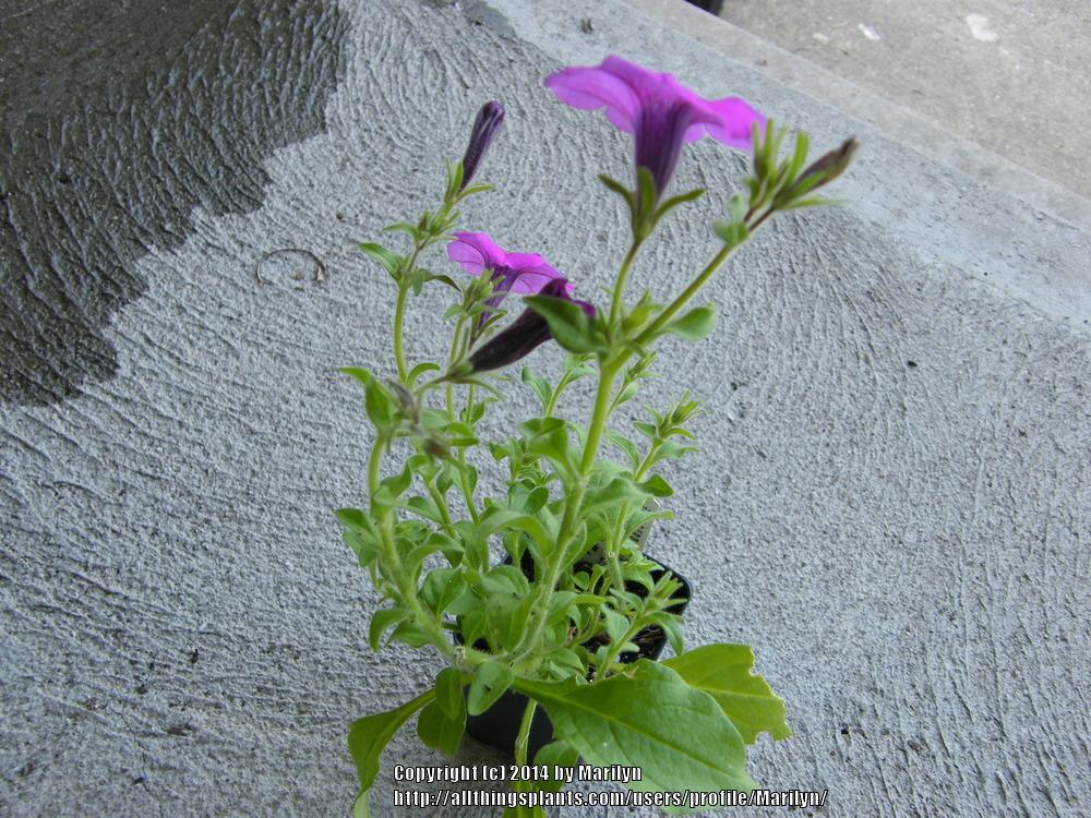 Photo of Violet-flowered Petunia (Petunia integrifolia) uploaded by Marilyn