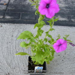 Location: My garden in Kentucky
Date: 2014-05-18
Wrong plant sent turned out to be Petunia Integrifolia