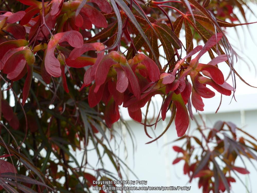 Photo of Japanese Maple (Acer palmatum 'Red Spider') uploaded by Patty