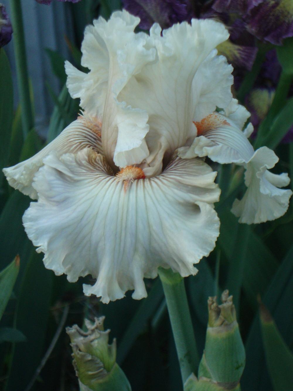 Photo of Tall Bearded Iris (Iris 'Ghost Writer') uploaded by Paul2032