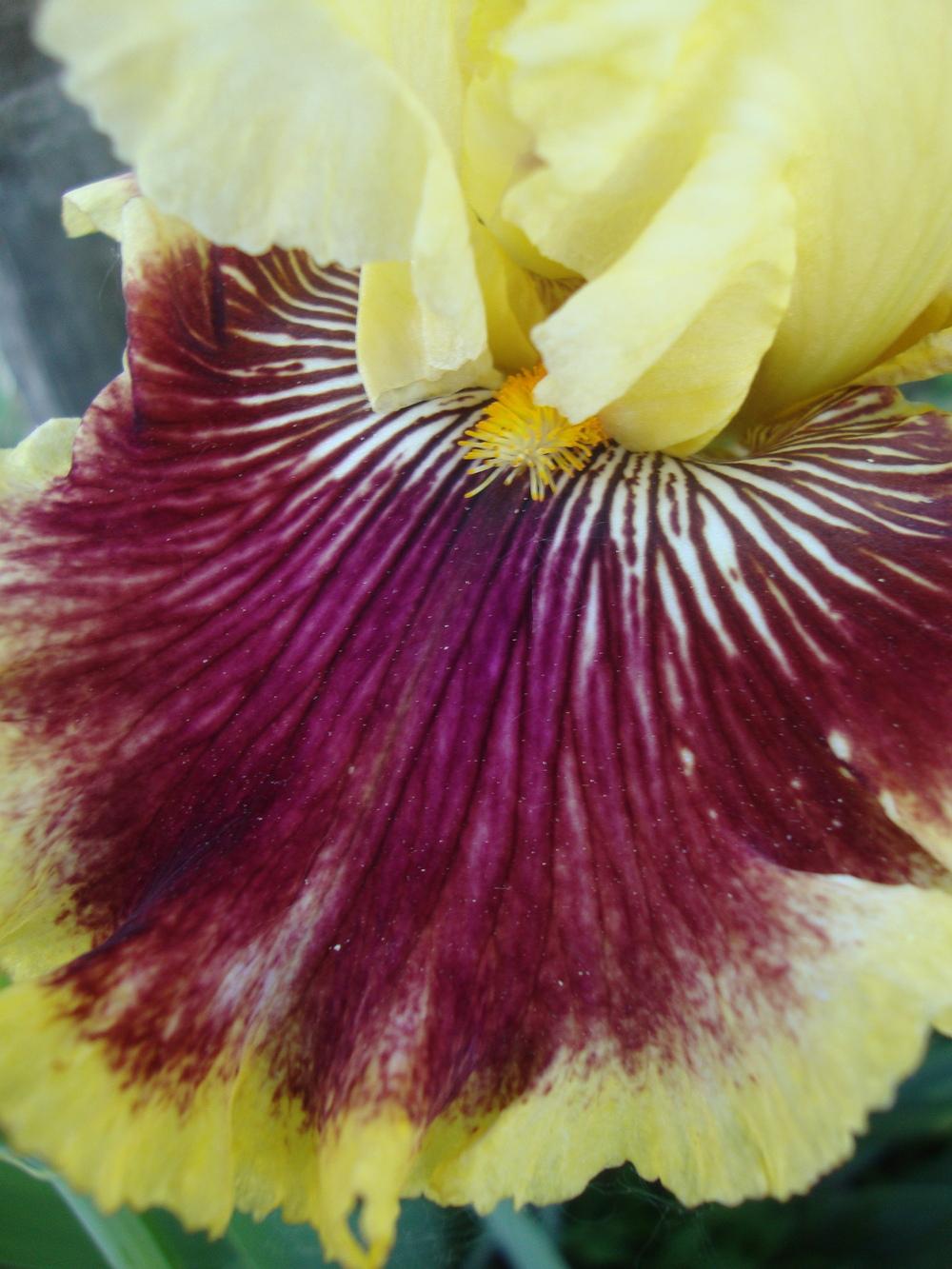 Photo of Tall Bearded Iris (Iris 'Rogue Trader') uploaded by Paul2032