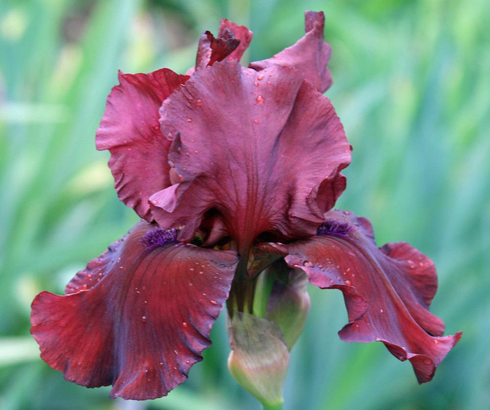 Photo of Tall Bearded Iris (Iris 'Red Dirt Road') uploaded by Snork