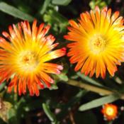 Delosperma 'Orange Wonder' blooms in May. 