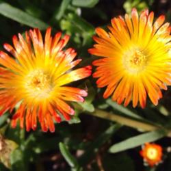 Location: Medina, TN
Date: May 26, 2014
Delosperma 'Orange Wonder' blooms in May.