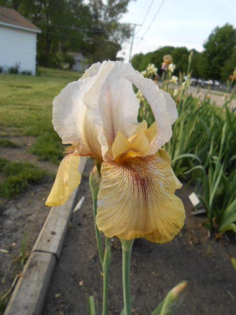 Photo of Arilbred Iris (Iris 'Lady Mohr') uploaded by crowrita1