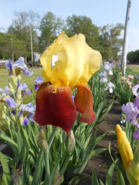 Photo of Tall Bearded Iris (Iris 'Accent') uploaded by crowrita1