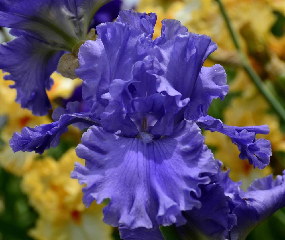 Photo of Tall Bearded Iris (Iris 'Overseas') uploaded by diggit