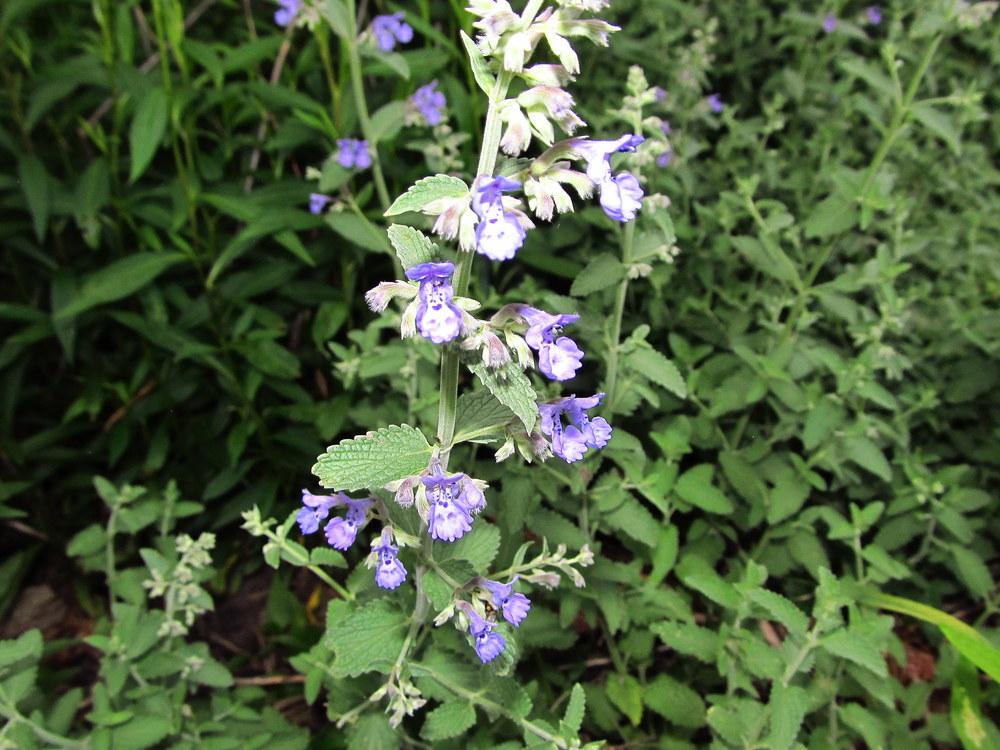 Photo of Catmints (Nepeta) uploaded by jmorth