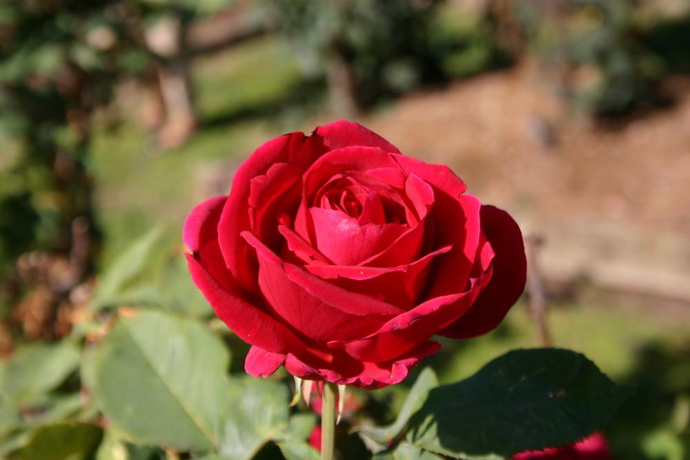 Photo of Hybrid Tea Rose (Rosa 'Mister Lincoln') uploaded by jon