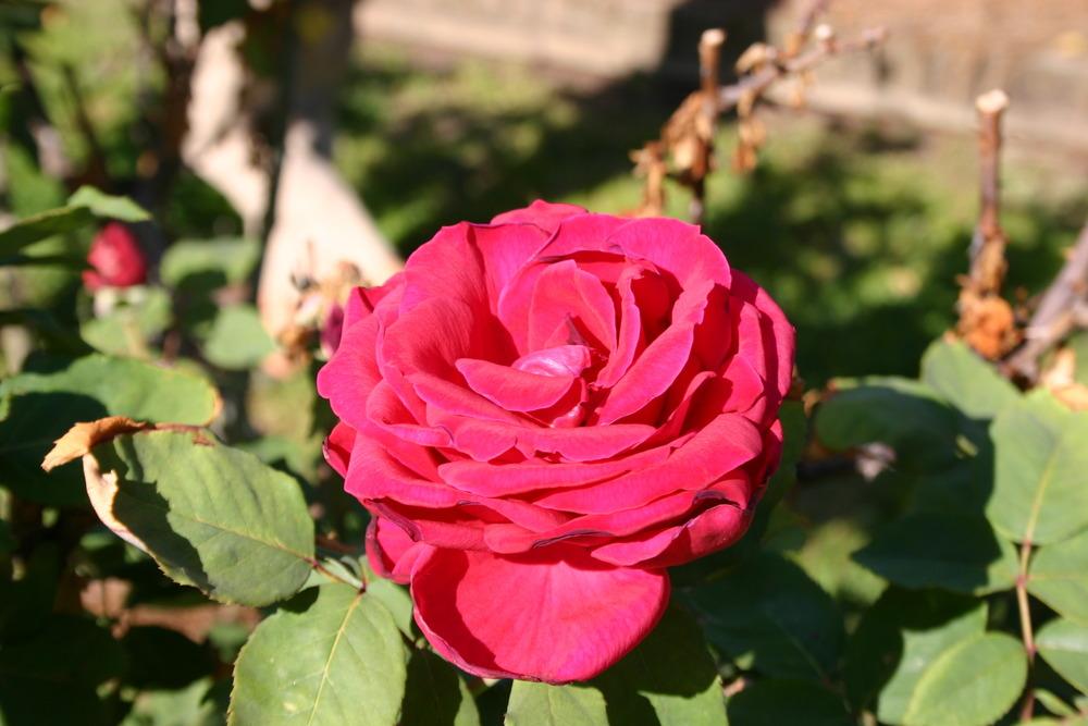 Photo of Hybrid Tea Rose (Rosa 'Mister Lincoln') uploaded by jon