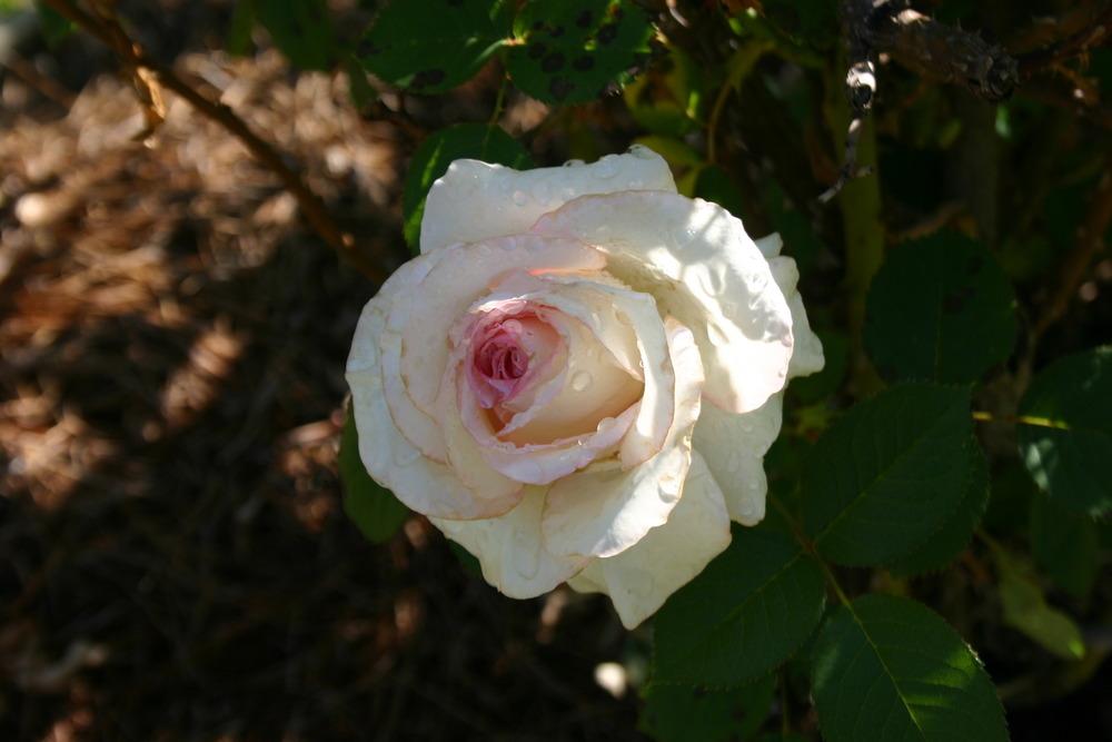 Photo of Rose (Rosa Moonstone™) uploaded by jon