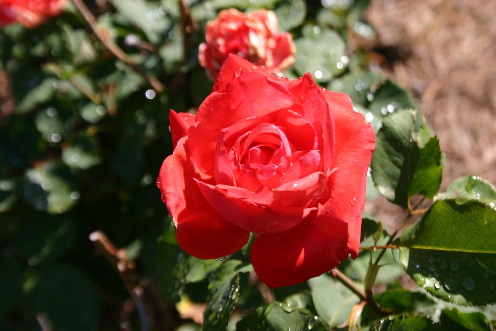 Photo of Rose (Rosa 'Artistry') uploaded by jon
