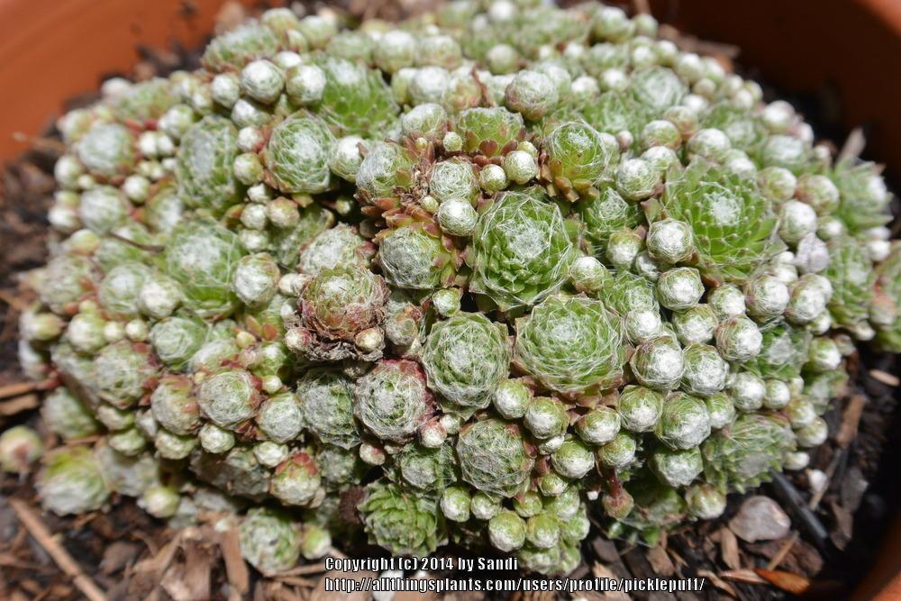 Photo of Hen and Chicks (Sempervivum 'Silver Angel') uploaded by picklepuff