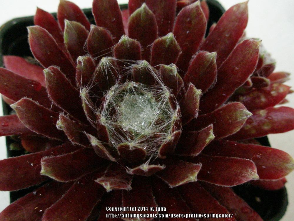 Photo of Hen and Chicks (Sempervivum 'Fiesta') uploaded by springcolor