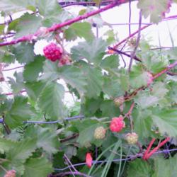 Location: murchison, tx
Date: 2014-05-26 
ripening boysenberries