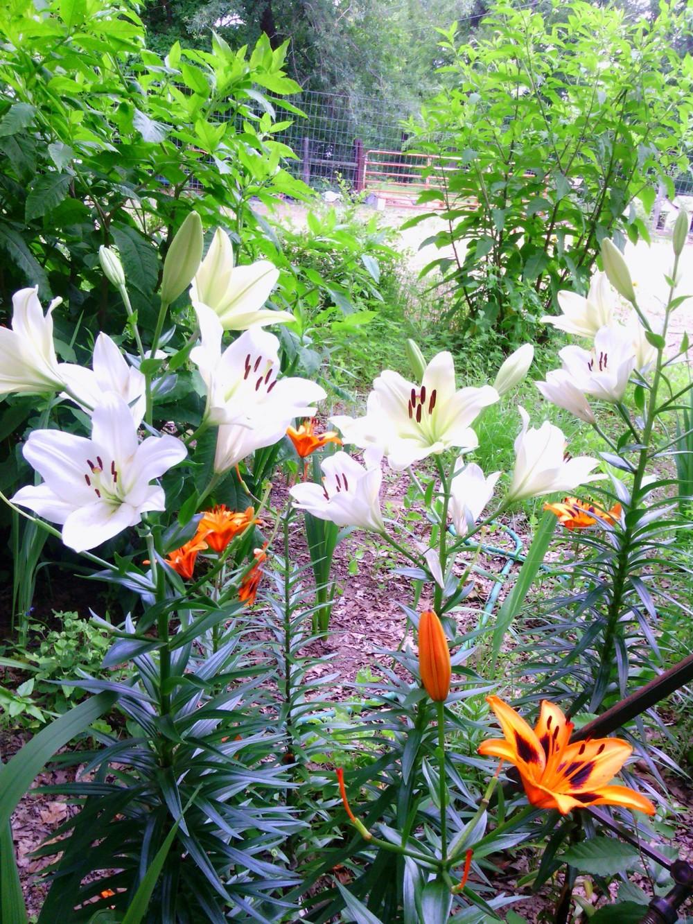 Photo of Lilies (Lilium) uploaded by texaskitty111
