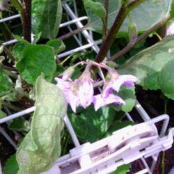 Location: murchison, tx
Date: 2014-05-26 
fingerling eggplant blooms