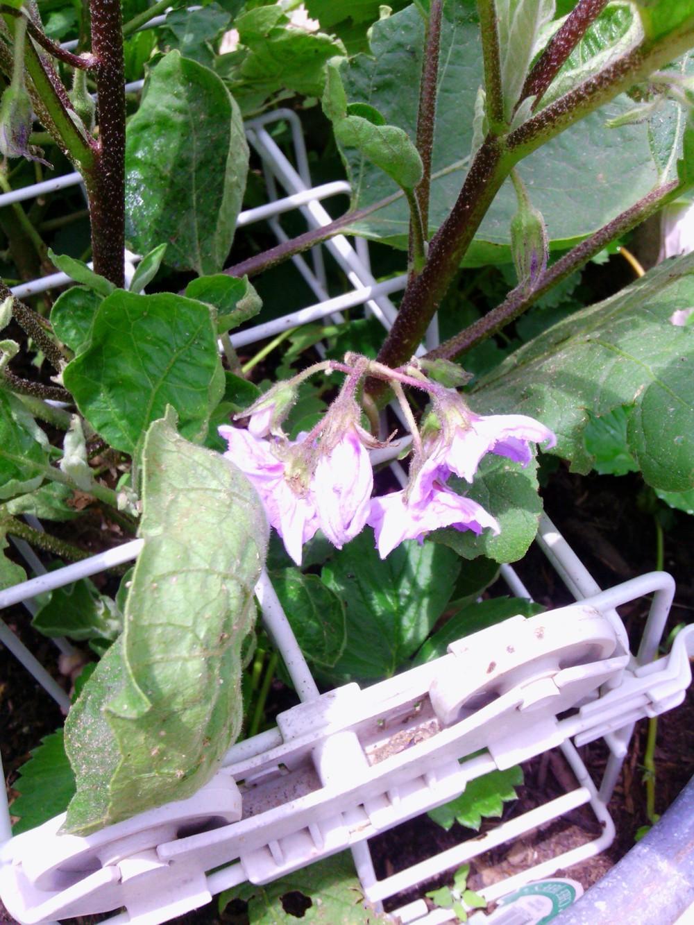 Photo of Eggplant (Solanum melongena 'Little Fingers') uploaded by texaskitty111