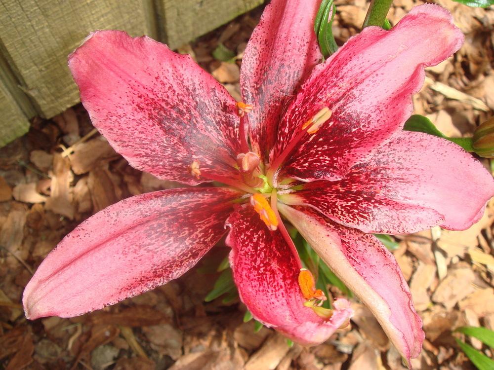 Photo of Lily (Lilium 'Tiny Spider') uploaded by Cat