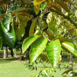 Location: Bramston Beach, North Queensland, Australia
Date: 2014-05-17
Delicious fruit and bronze under leaves.