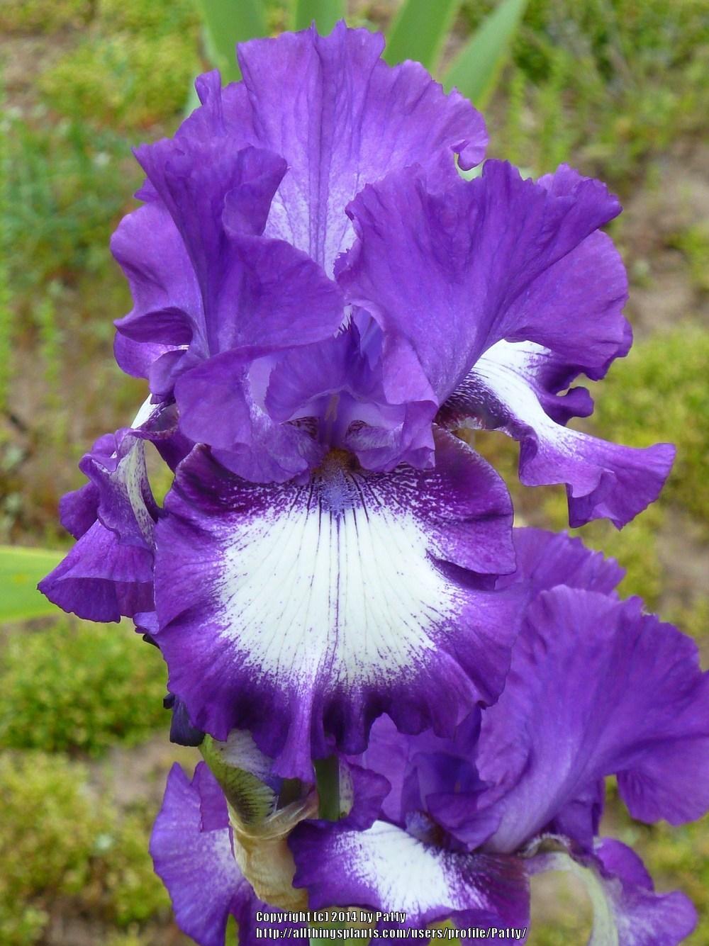 Photo of Tall Bearded Iris (Iris 'Time Alone') uploaded by Patty