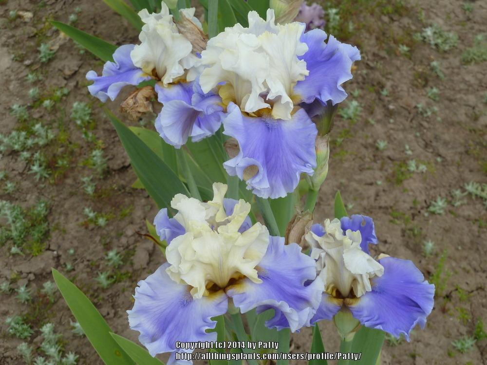 Photo of Tall Bearded Iris (Iris 'Silk Road') uploaded by Patty