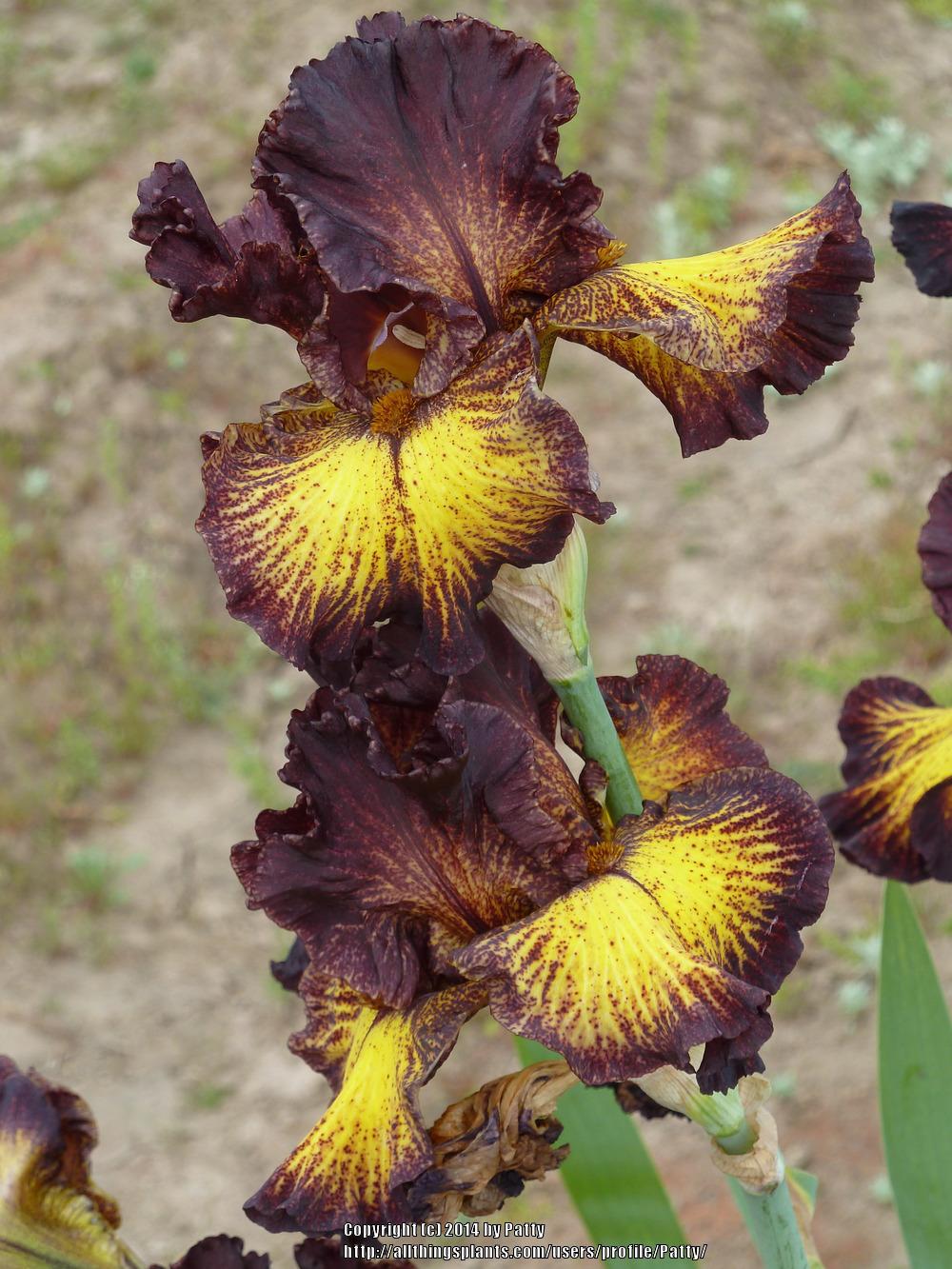 Photo of Tall Bearded Iris (Iris 'Tuscan Summer') uploaded by Patty