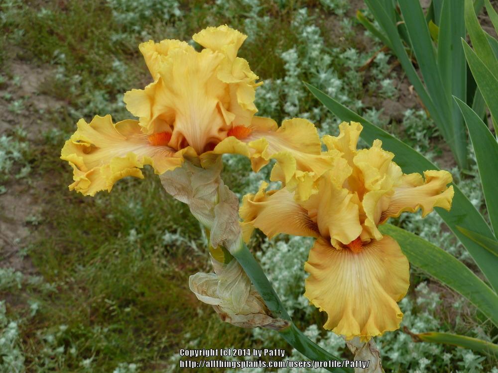 Photo of Tall Bearded Iris (Iris 'In Beauty') uploaded by Patty