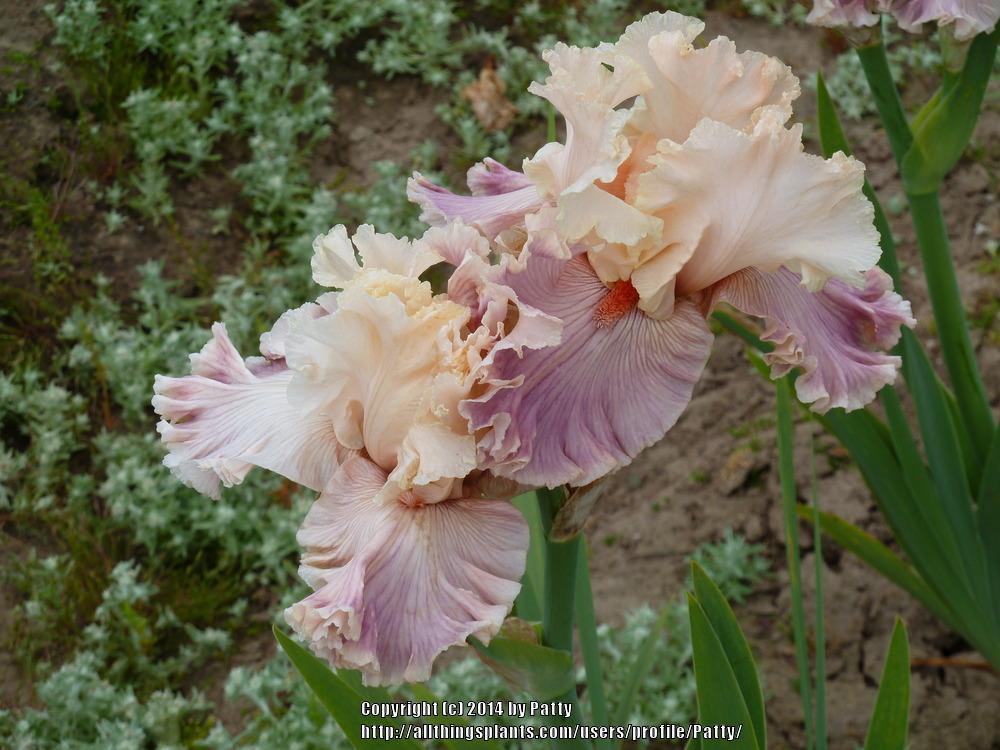 Photo of Tall Bearded Iris (Iris 'Cross My Heart') uploaded by Patty
