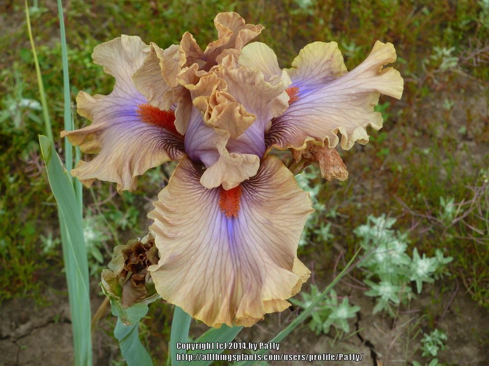 Photo of Tall Bearded Iris (Iris 'Jealous Guy') uploaded by Patty