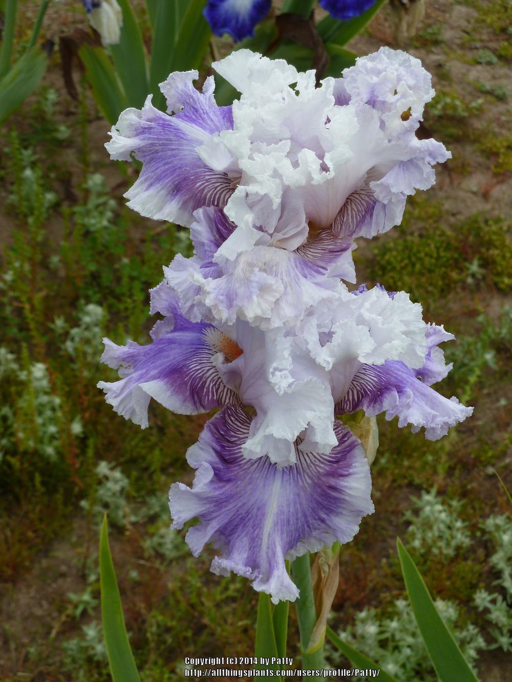 Photo of Tall Bearded Iris (Iris 'Frill of It All') uploaded by Patty