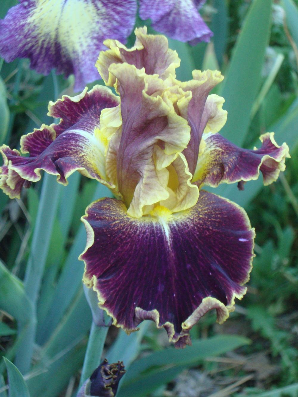 Photo of Tall Bearded Iris (Iris 'Volcanic Glow') uploaded by Paul2032