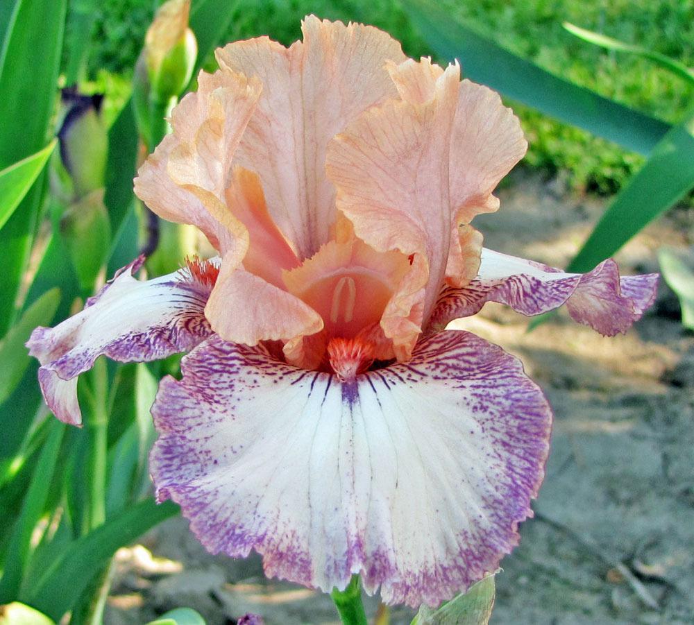 Photo of Border Bearded Iris (Iris 'Delightful Kid') uploaded by TBGDN