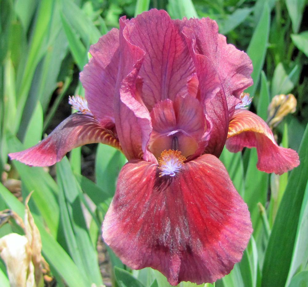 Photo of Standard Dwarf Bearded Iris (Iris 'Cat's Eye') uploaded by TBGDN