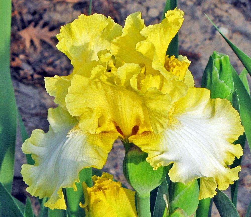 Photo of Tall Bearded Iris (Iris 'Sunray Reflection') uploaded by TBGDN