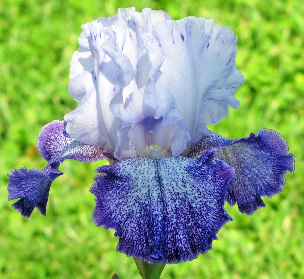 Photo of Tall Bearded Iris (Iris 'Splashacata') uploaded by TBGDN
