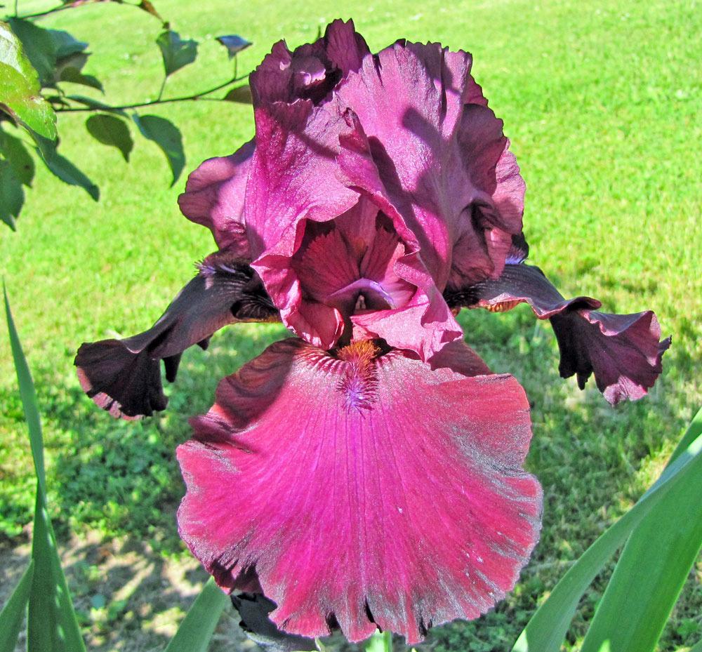 Photo of Tall Bearded Iris (Iris 'Lenten Prayer') uploaded by TBGDN