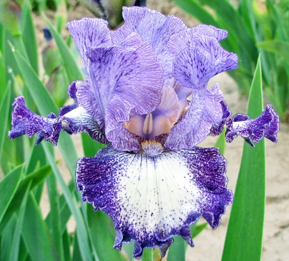 Photo of Tall Bearded Iris (Iris 'Broadband') uploaded by TBGDN