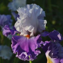 Location: Southeast Indiana
Date: 2014-05-27
tall bearded iris 'Polka'