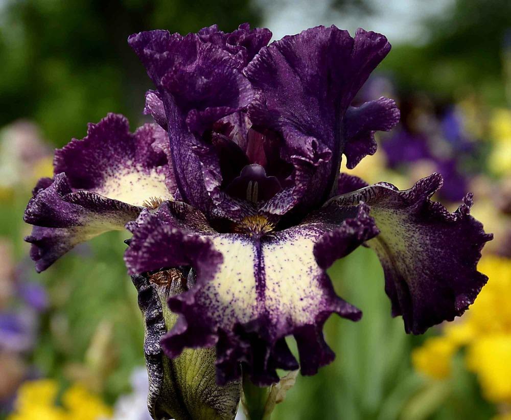 Photo of Tall Bearded Iris (Iris 'Pretty Edgy') uploaded by diggit