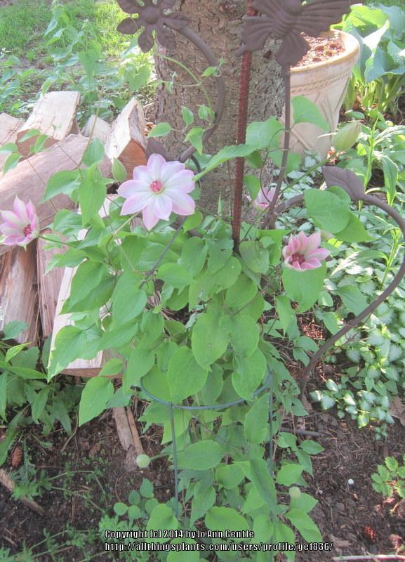 Photo of Clematis 'Dawn' uploaded by ge1836