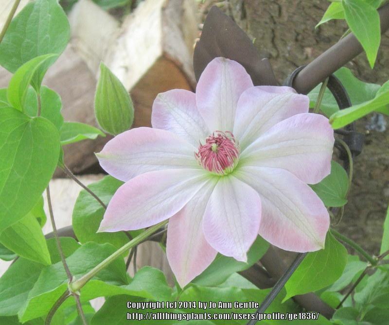 Photo of Clematis 'Dawn' uploaded by ge1836