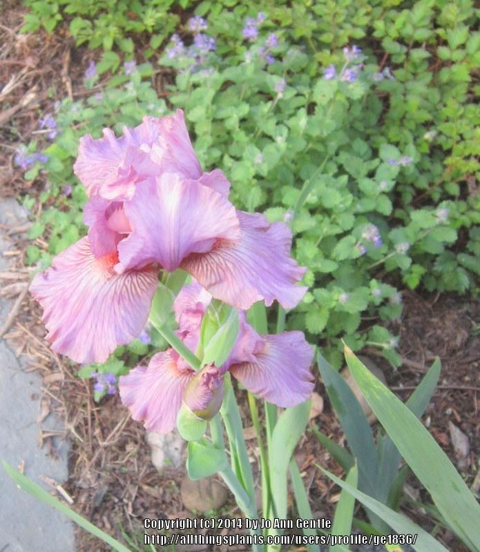 Photo of Intermediate Bearded Iris (Iris 'Miss Mauve') uploaded by ge1836