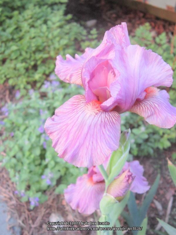 Photo of Intermediate Bearded Iris (Iris 'Miss Mauve') uploaded by ge1836
