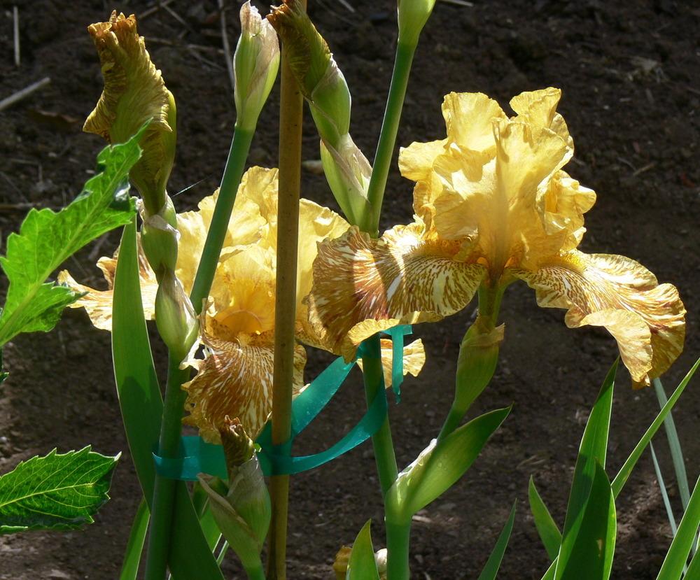 Photo of Tall Bearded Iris (Iris 'Tiger Honey') uploaded by janwax