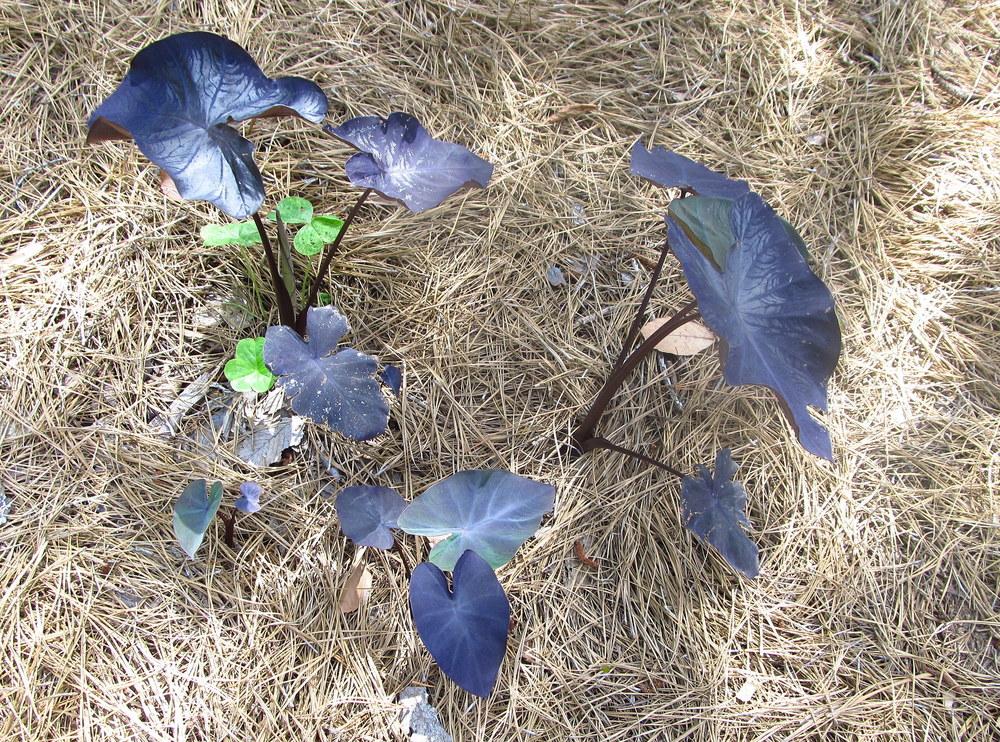 Photo of Imperial Taro (Colocasia esculenta 'Black Beauty') uploaded by jmorth