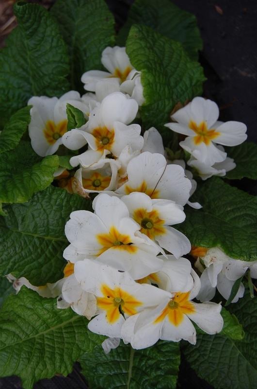 Photo of Primroses (Primula) uploaded by pixie62560